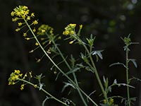 Sisymbrium loeselii